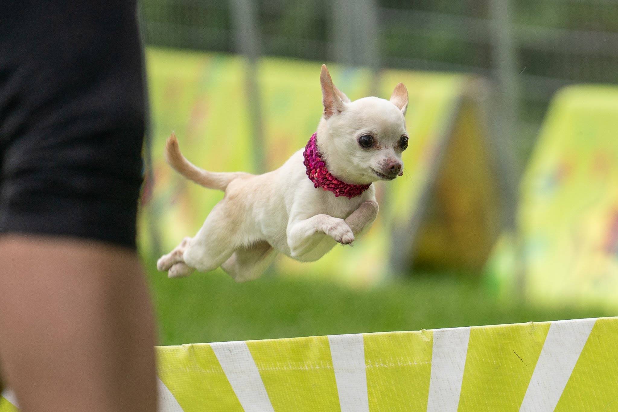 Super Dogs
