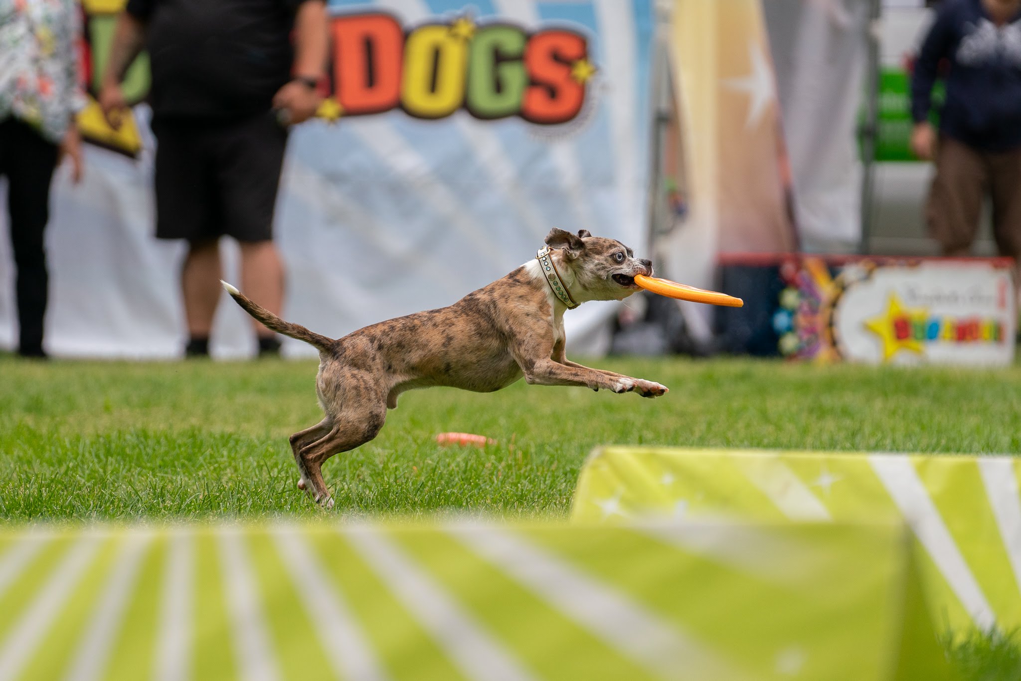 Super Dogs