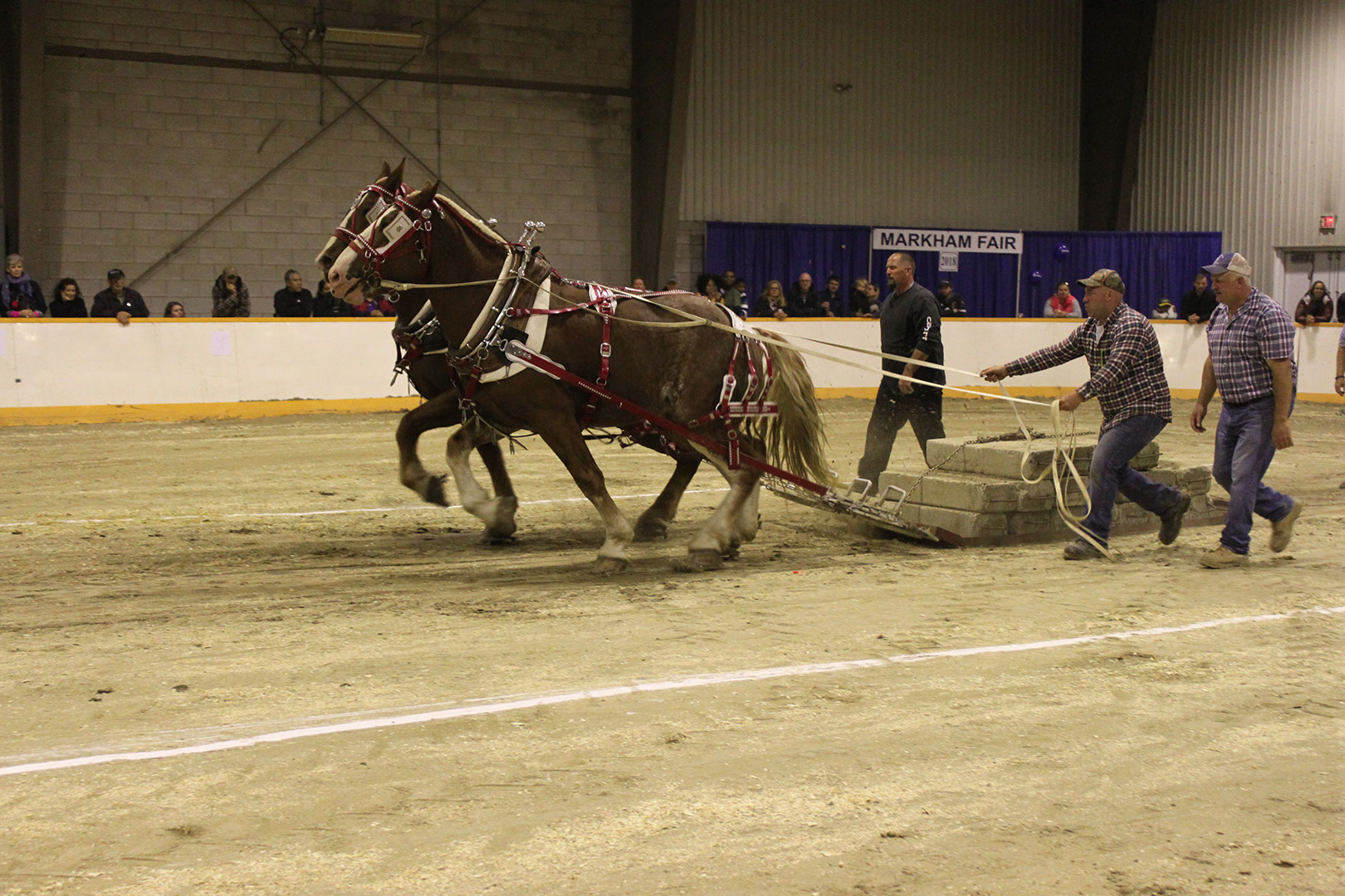 Horse Pull