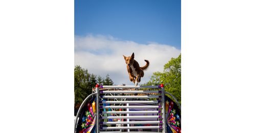 The SuperDogs – Daily Shows