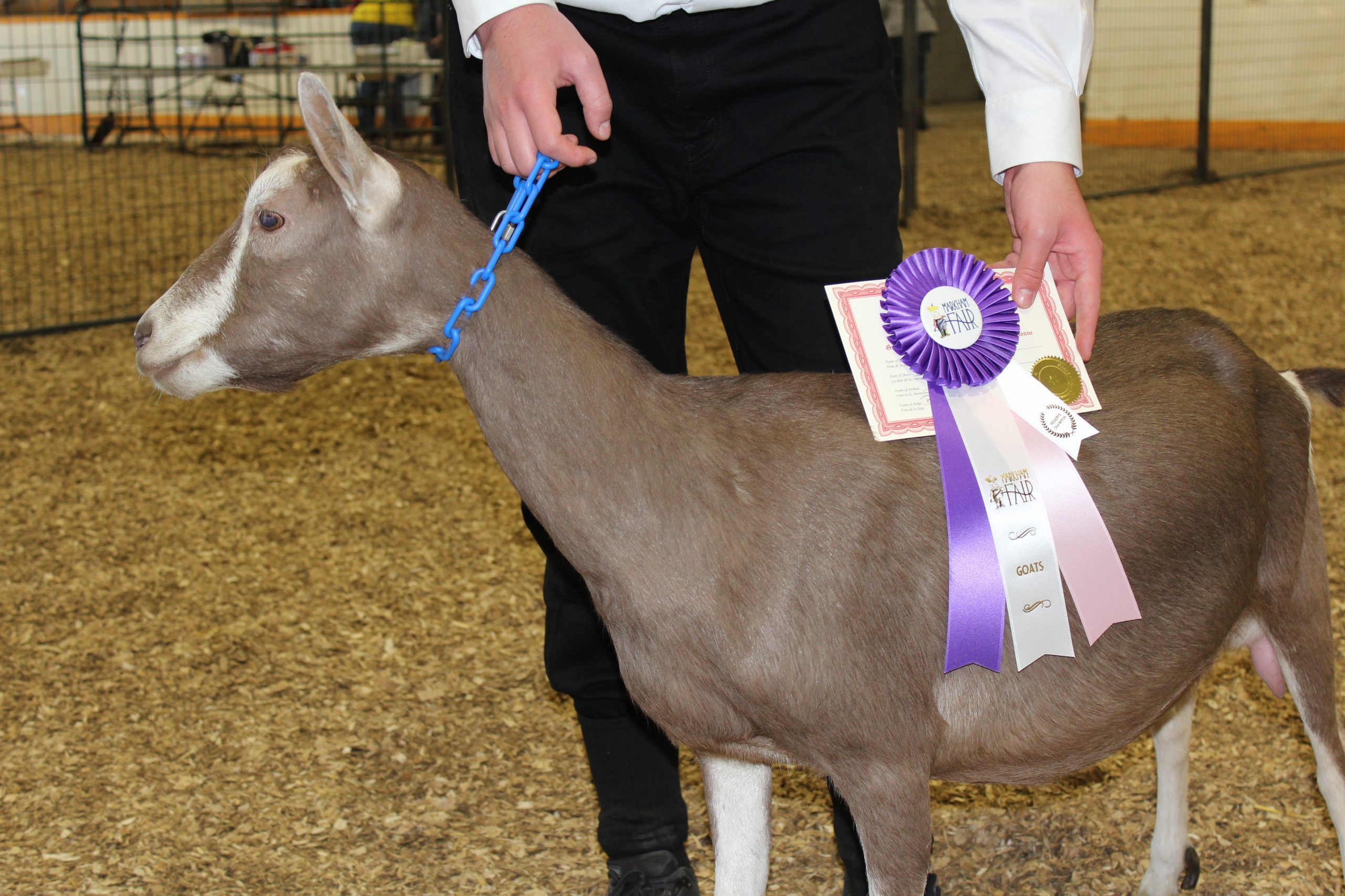Dairy Goat Show