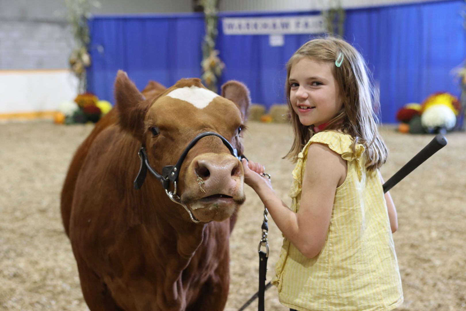 Beef All Breeds Show