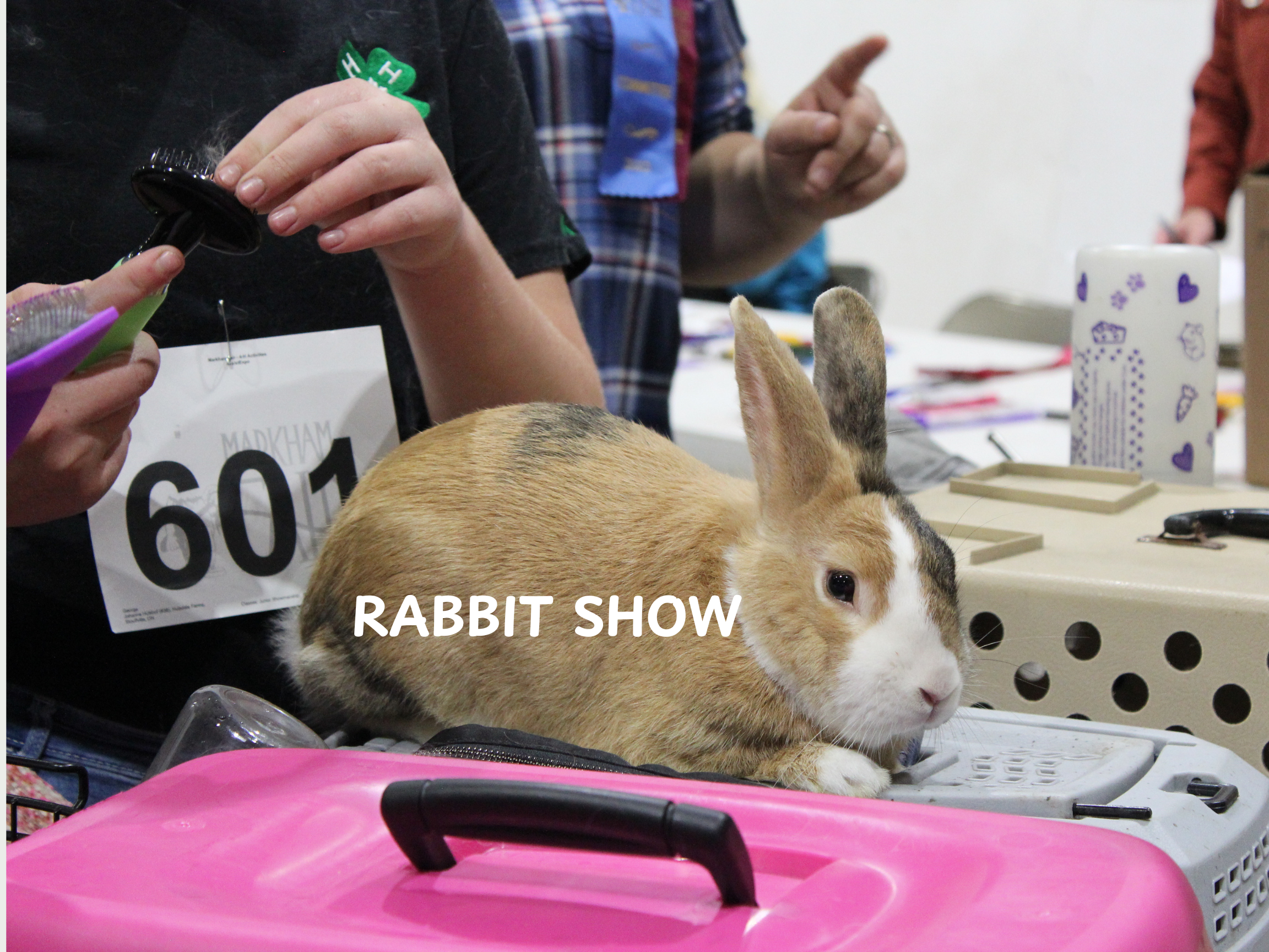 York 4H Rabbit Achievement Show