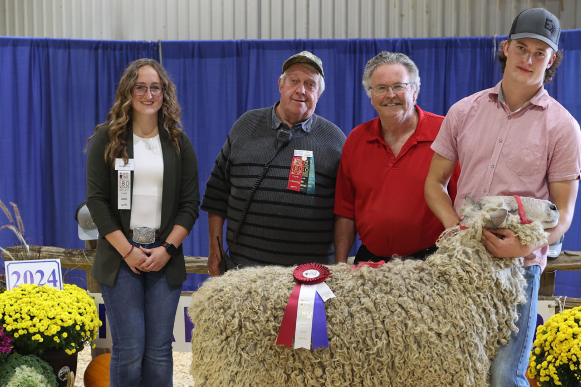 Sheep Show