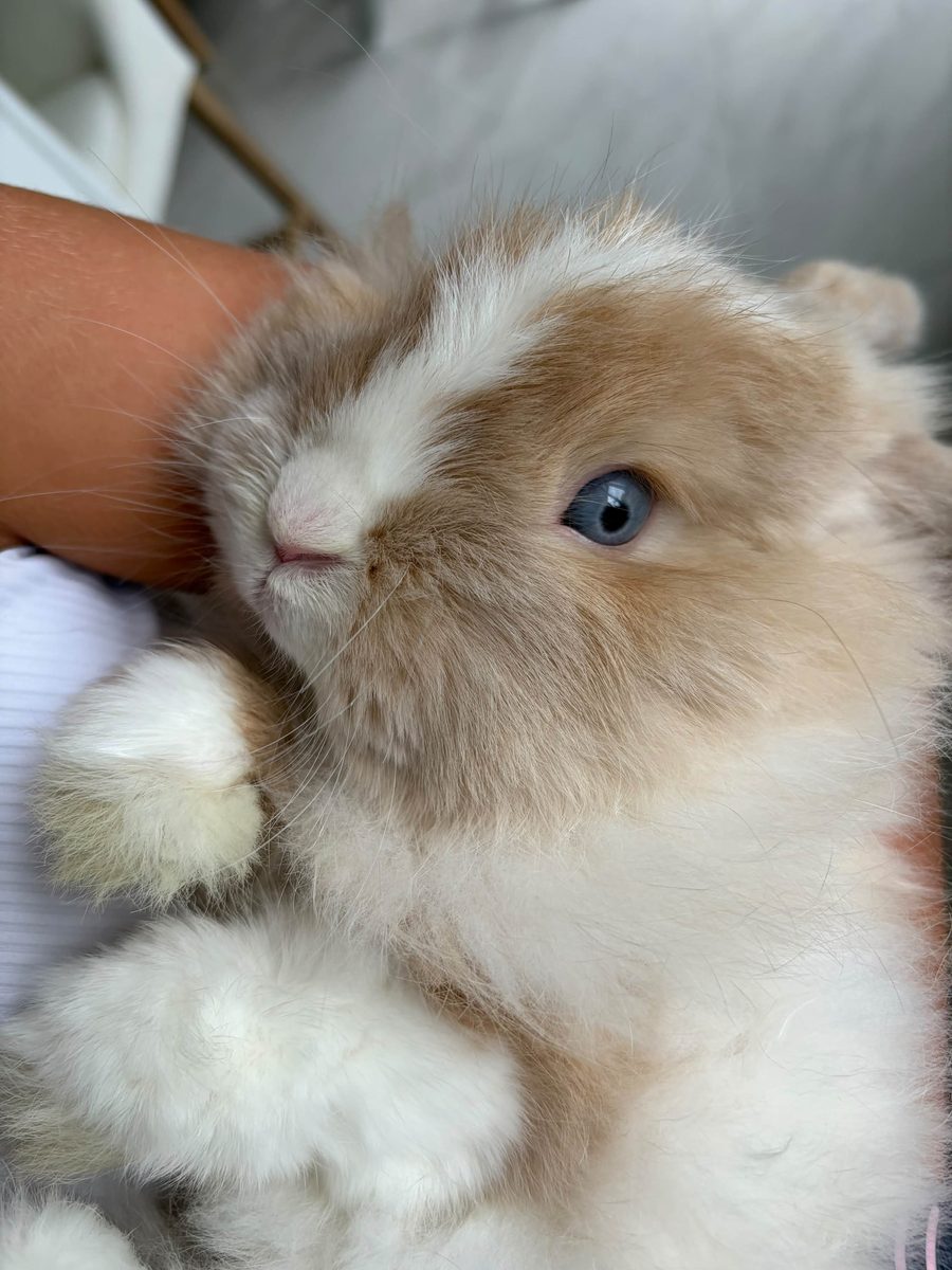 Biscuit, the Holland Lop rabbit