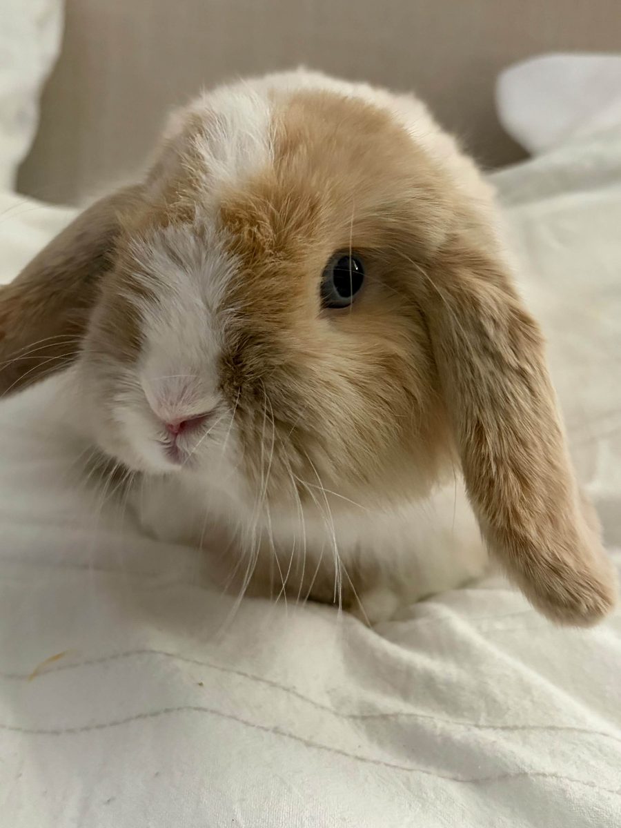 Biscuit, the Holland Lop rabbit