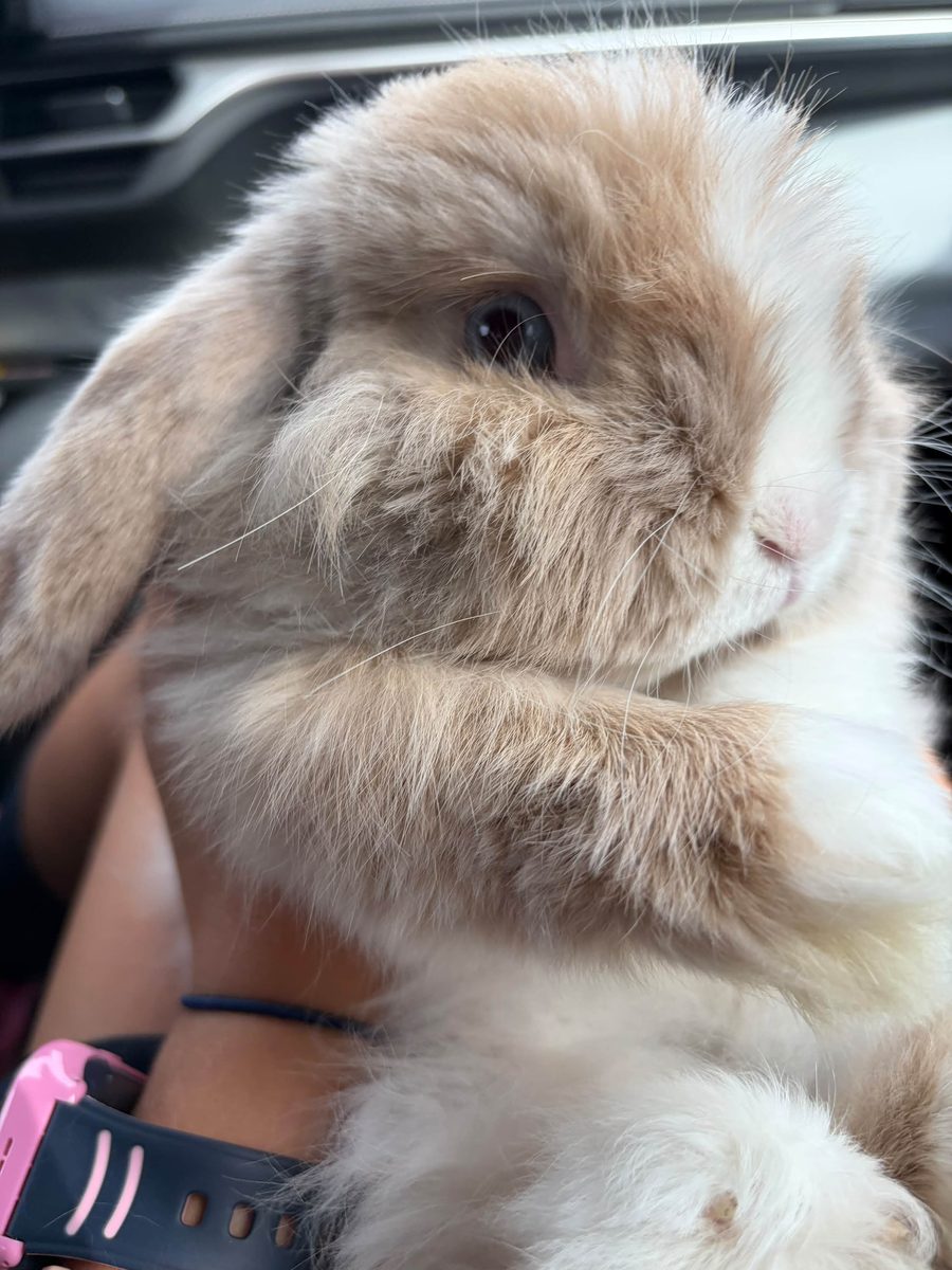 Biscuit, the Holland Lop rabbit