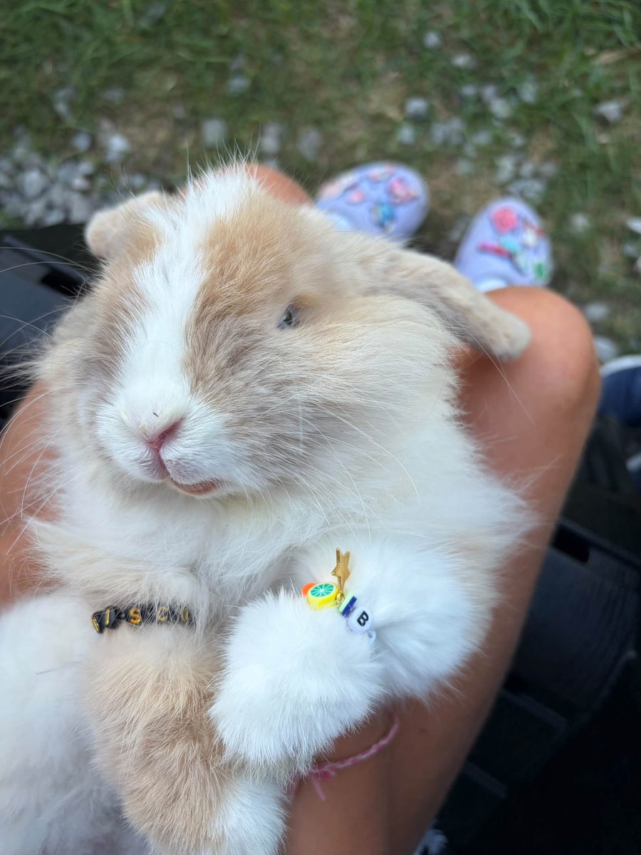 Biscuit, the Holland Lop rabbit